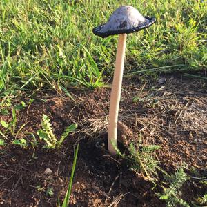 Shaggy Mane