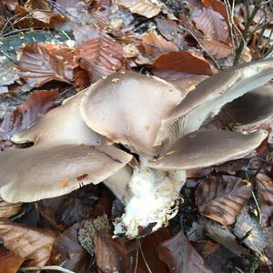 Oyster Mushroom