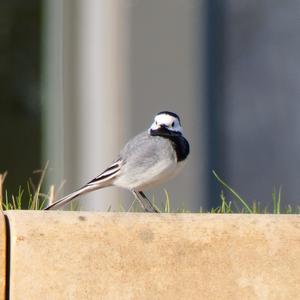 White Wagtail