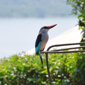 Woodland Kingfisher