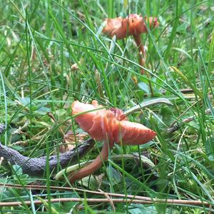 Trumpet Chanterelle