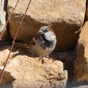 Spanish Sparrow