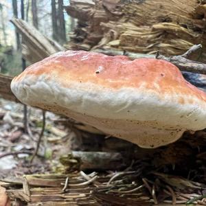 Red-belted Polypore