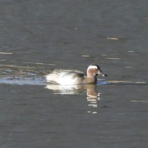 Garganey