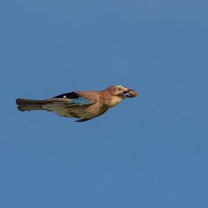 Eurasian Jay