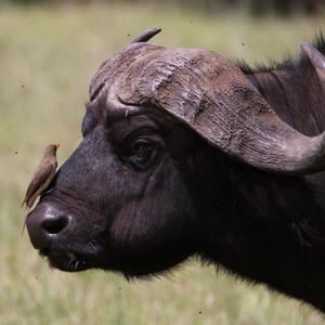 Yellow-billed Oxpecker