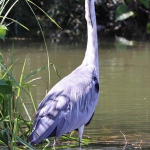 Grey Heron