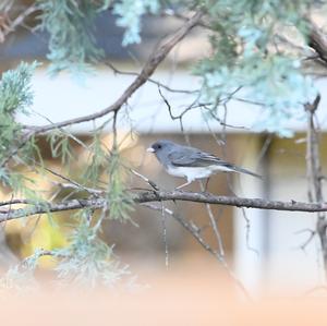 Dark-eyed Junco