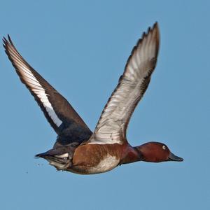 Ferruginous Duck