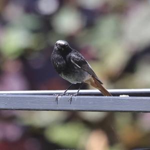 Black Redstart