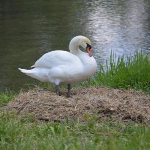 Höckerschwan