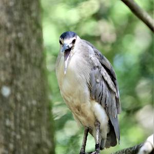 Black-crowned Night-heron