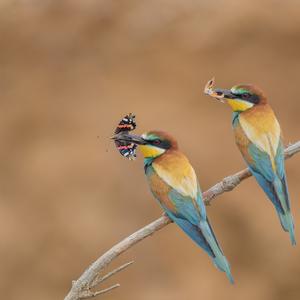 European Bee-eater