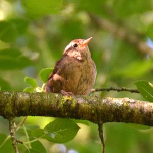 Winter Wren