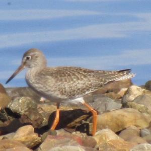 Common Redshank