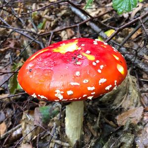 Fly Agaric