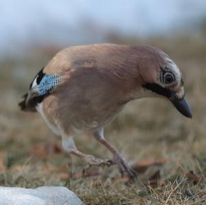 Eurasian Jay