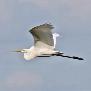 Great Egret