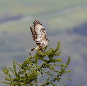 Mäusebussard