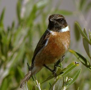 European stonechat