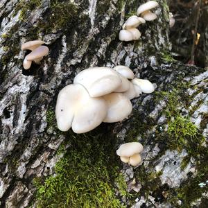 Oyster Mushroom