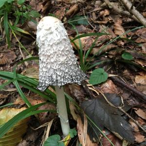 Shaggy Mane