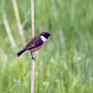 European stonechat