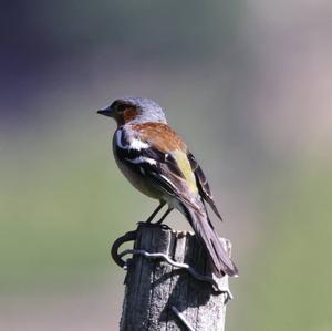 Eurasian Chaffinch