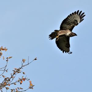 Common Buzzard