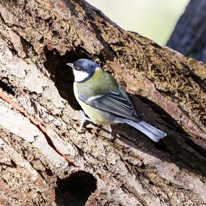 Great Tit