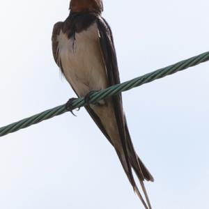 Barn Swallow