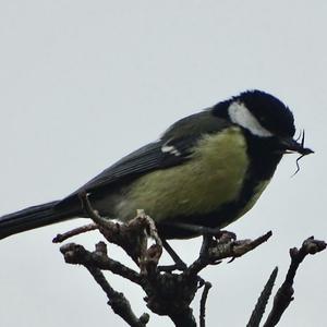 Great Tit