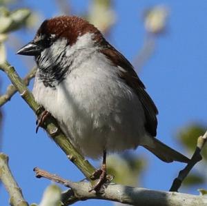 House Sparrow