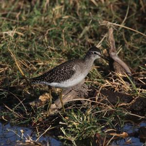 Marsh Sandpiper