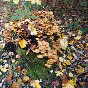 Changing Pholiota