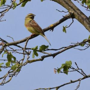 Cirl Bunting