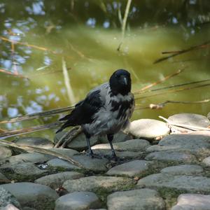 Hooded Crow