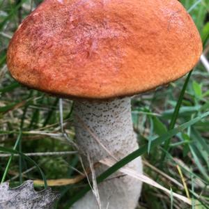 Orange Birch Bolete