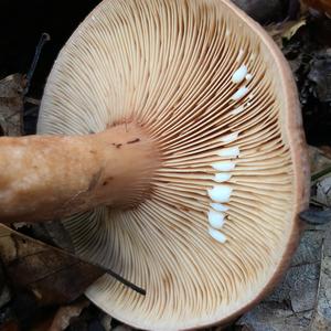 Oak Milk Cap