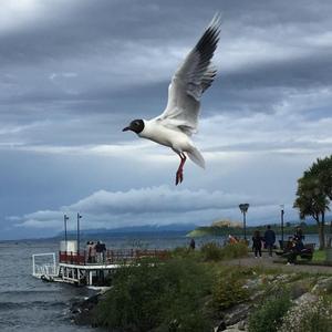 Mediterranean Gull