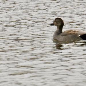 Gadwall