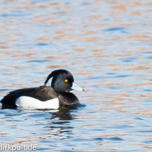 Tufted Duck