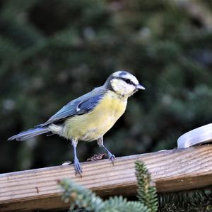 Blue Tit