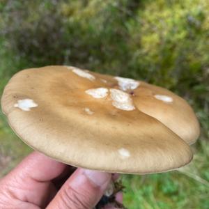 St George`s Mushroom