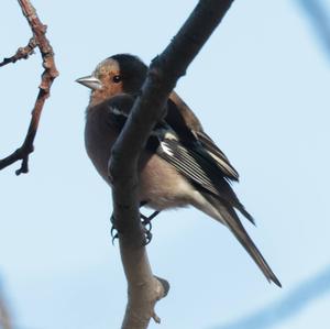 Eurasian Chaffinch