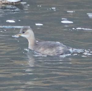 Little Grebe