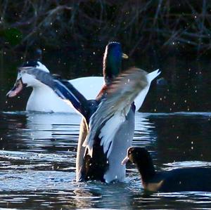 Mallard