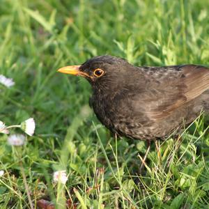 Eurasian Blackbird