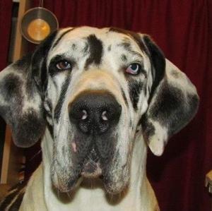 Great Dane