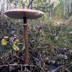 Parasol Mushroom